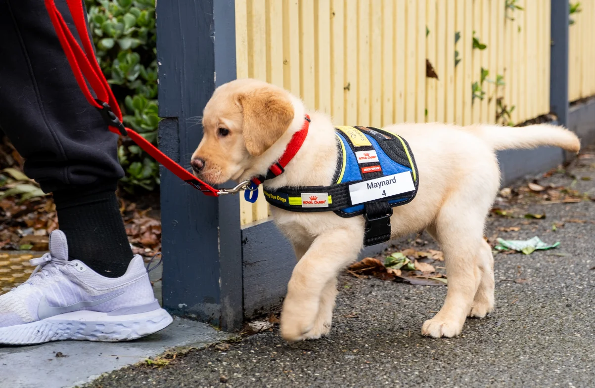 International Guide Dog Day